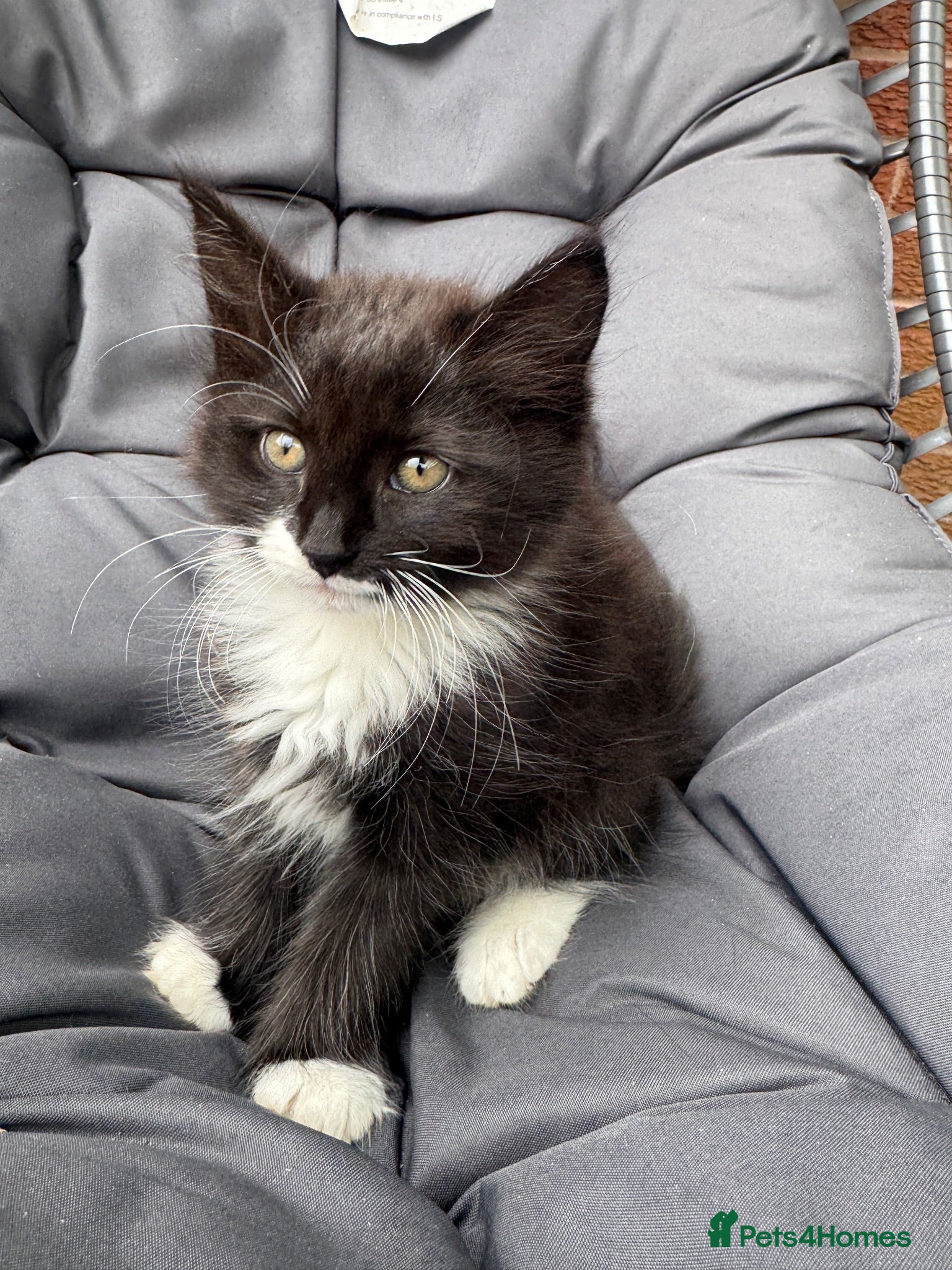 Mixed Breed cats Mixed long haired fluffballs - Advert 1