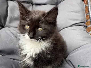 Mixed Breed cats Mixed long haired fluffballs - Advert 1