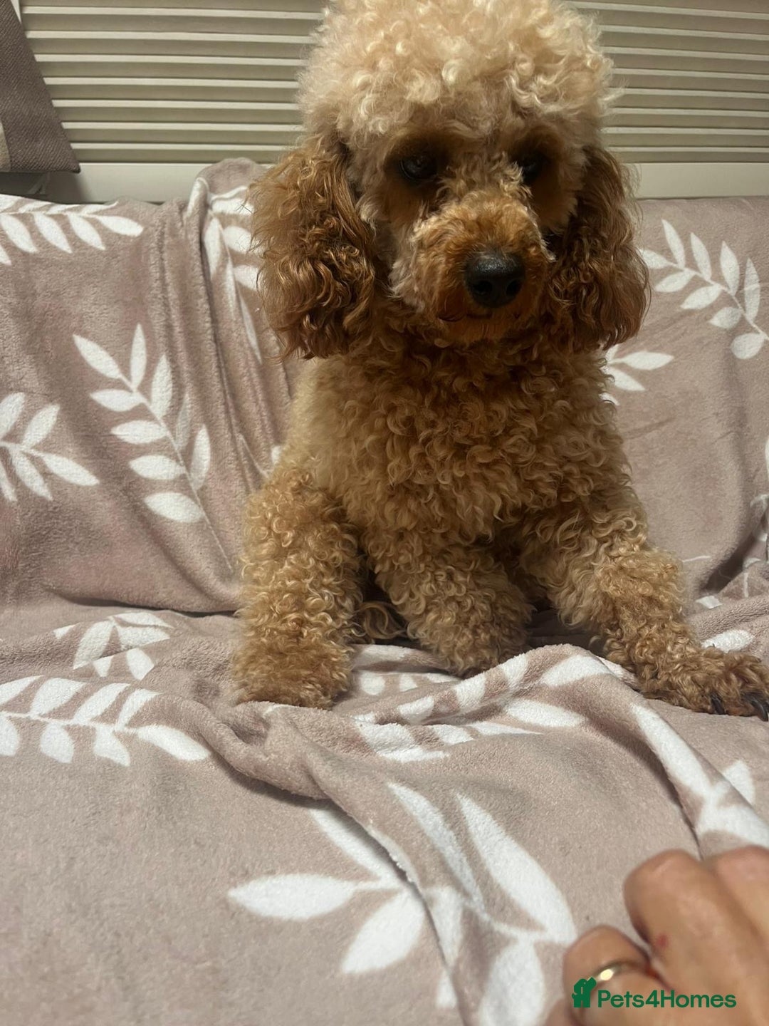 Cavapoo dogs for sale: Cavapoo Puppy’s - Image 9