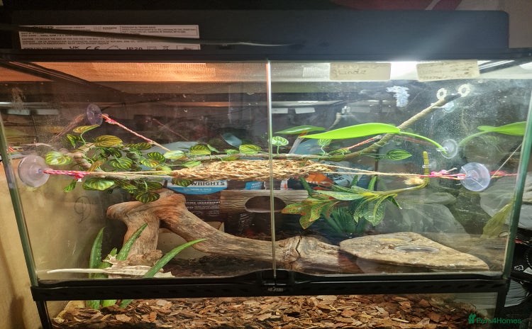 Gecko reptiles - Advert 2
