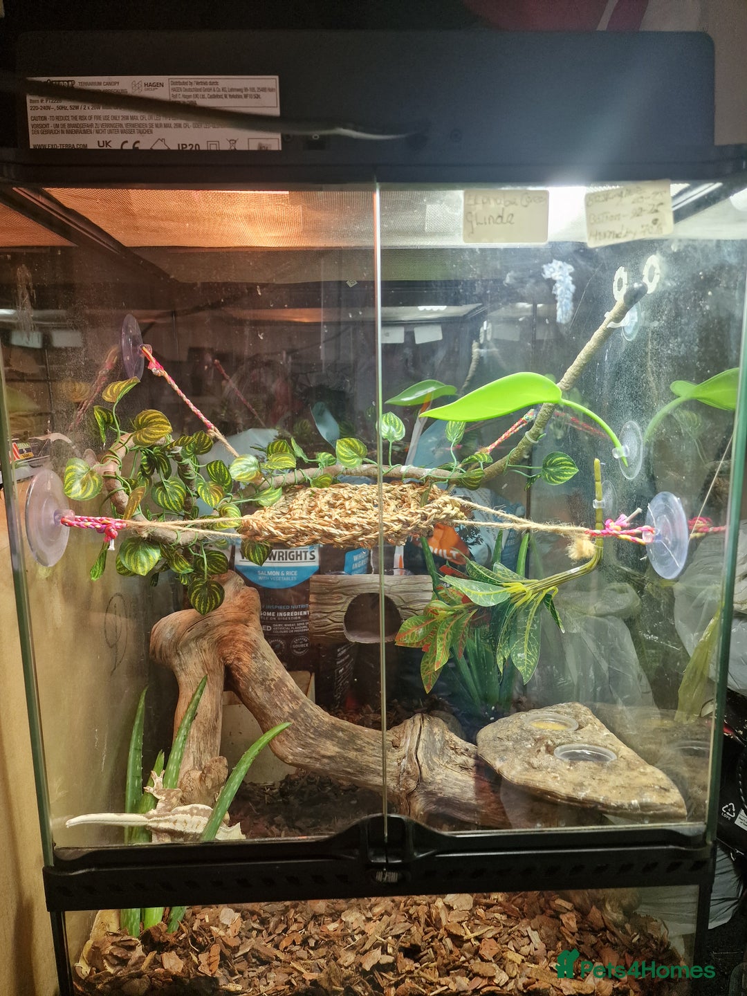 Gecko reptiles for sale: Two crested gecko girls with their terrarium  - Image 1
