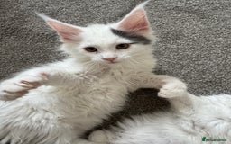 Maine Coon cats for sale: Purebred adorable Maine coon kittens - Image 9