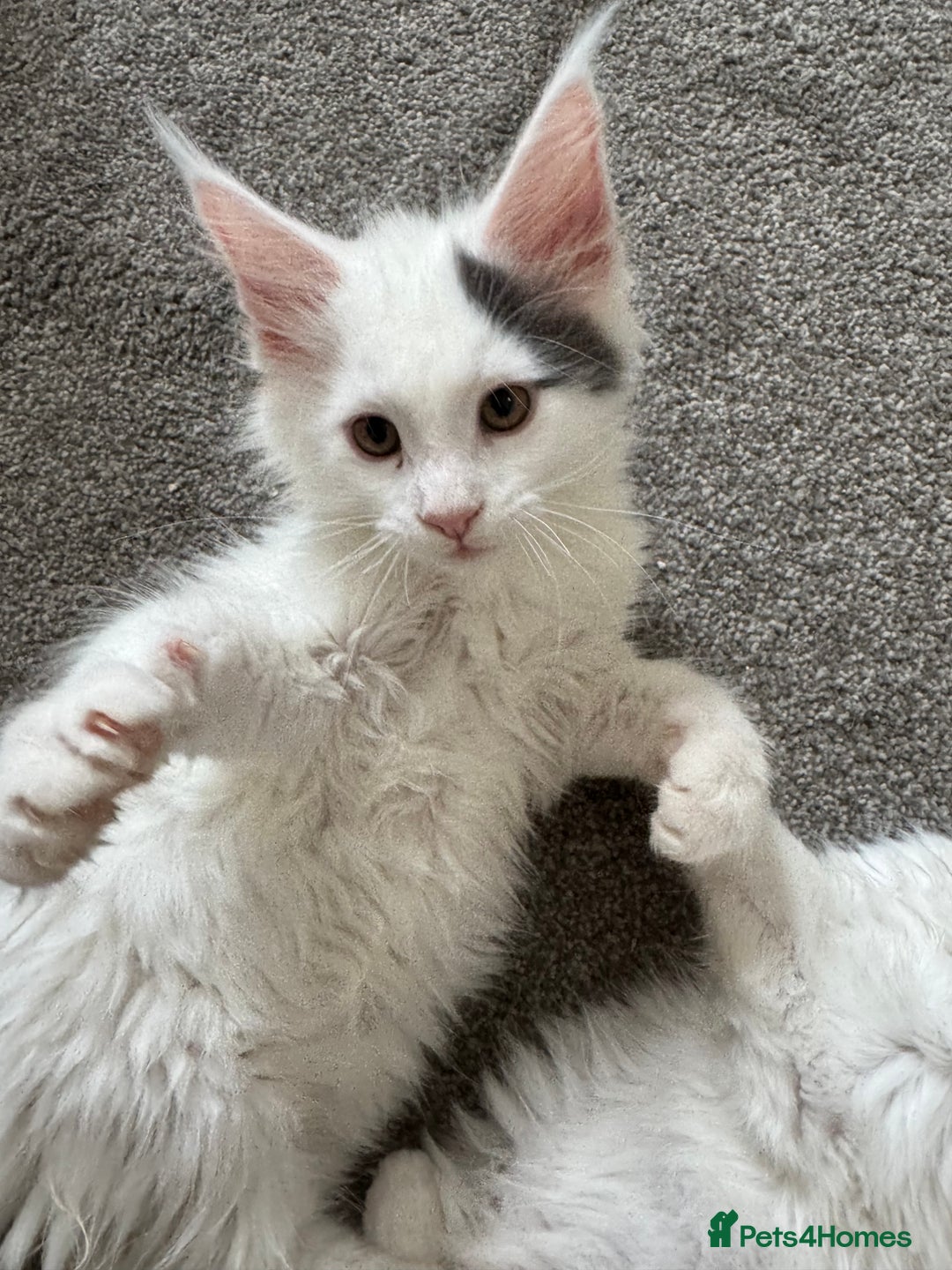Maine Coon cats for sale: Purebred adorable Maine coon kittens - Image 9
