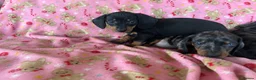Dachshund dogs for sale: Beautiful dachshund puppies for sale  - Advert 4