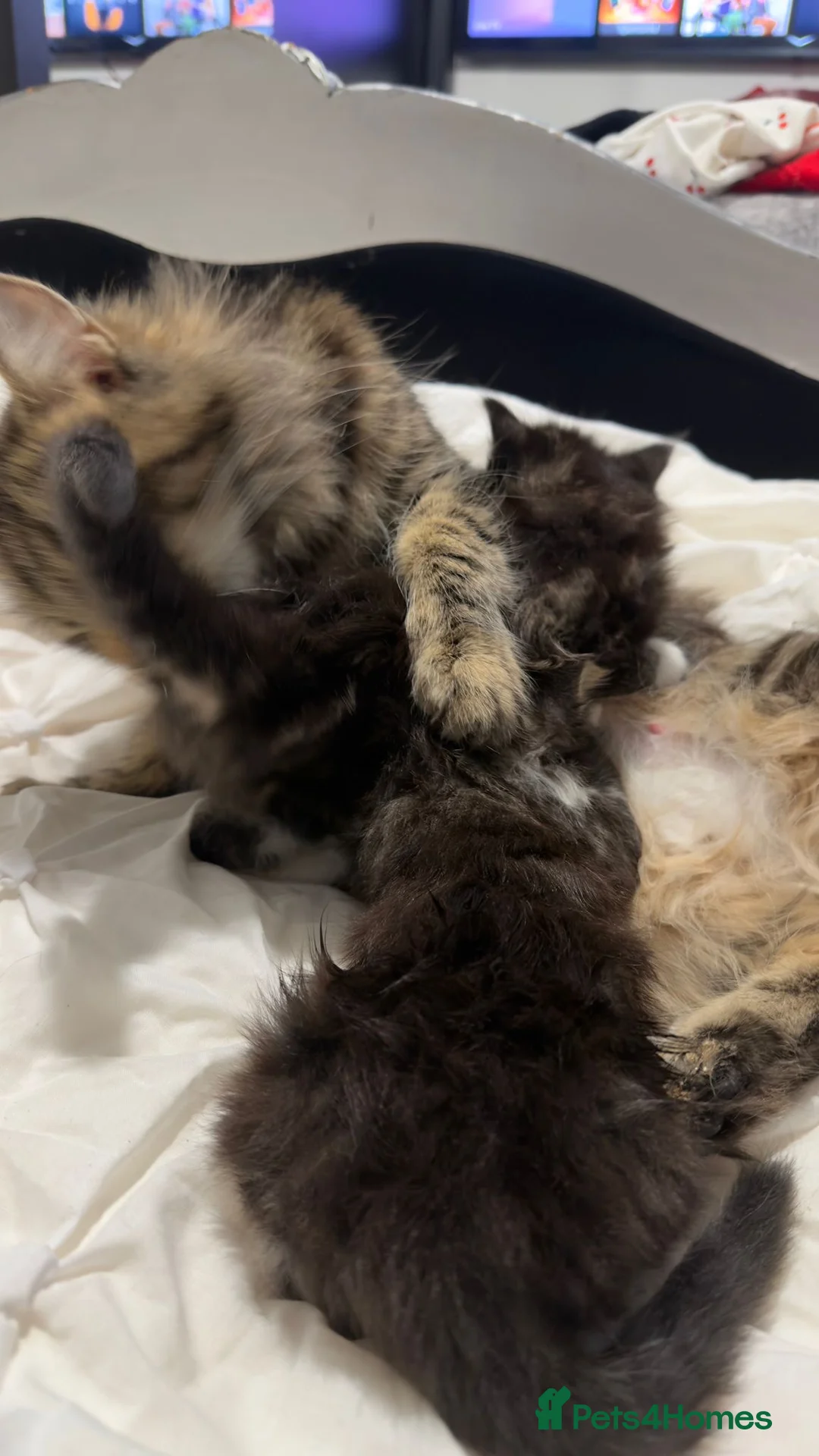 Maine Coon cats for sale: Outstanding Maine coon kittens! - Advert 14