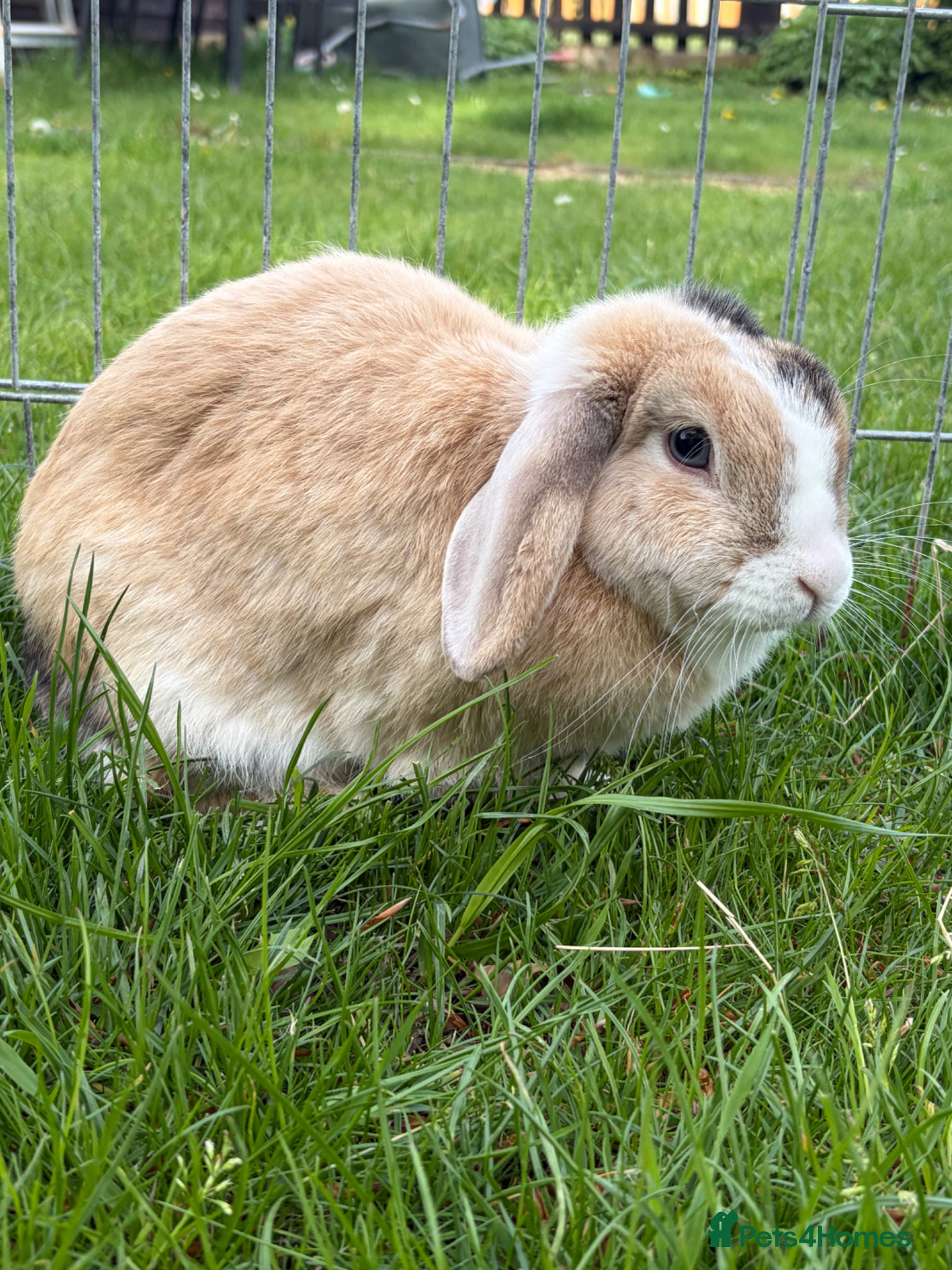 Mini Lop rabbits Mini Lop female  - Advert 3
