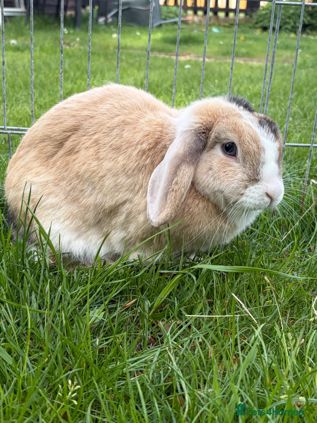 Mini Lop rabbits for sale: Mini Lop female  - Advert 1