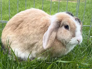 Mini Lop rabbits Mini Lop female - Advert 2