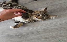 Maine Coon cats for sale: Maine Coon × Siberian  - Image 5