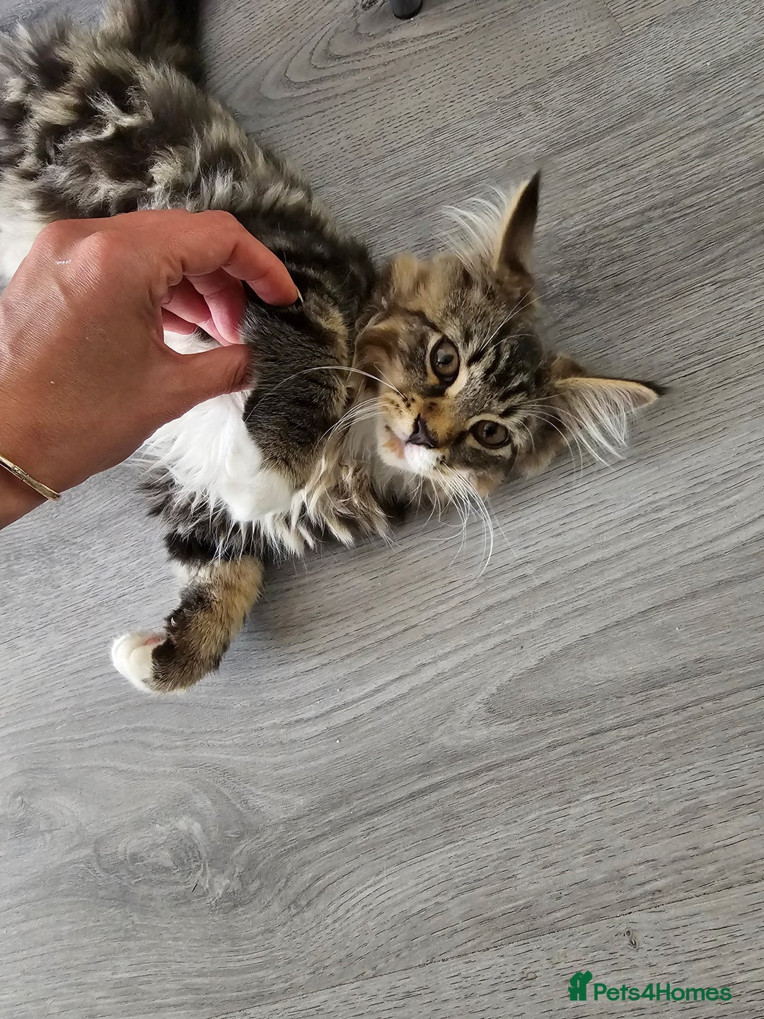 Maine Coon cats for sale: Maine Coon × Siberian  - Image 5