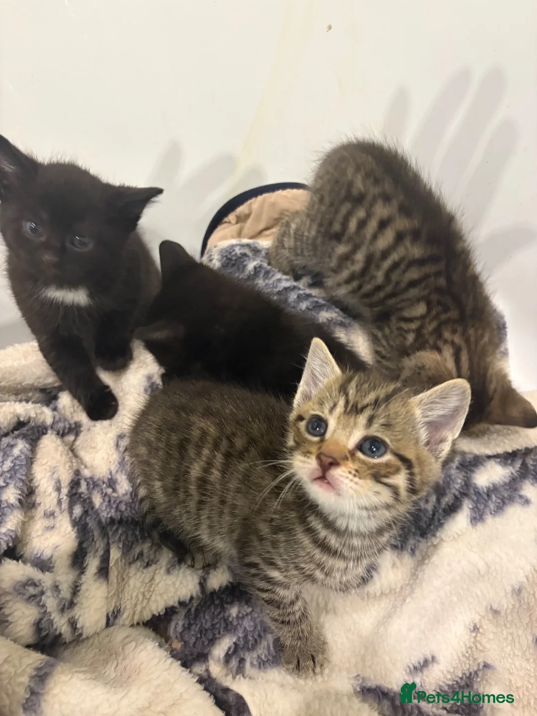 Mixed Breed cats for sale: Beautiful tabby & black kittens - Advert 1