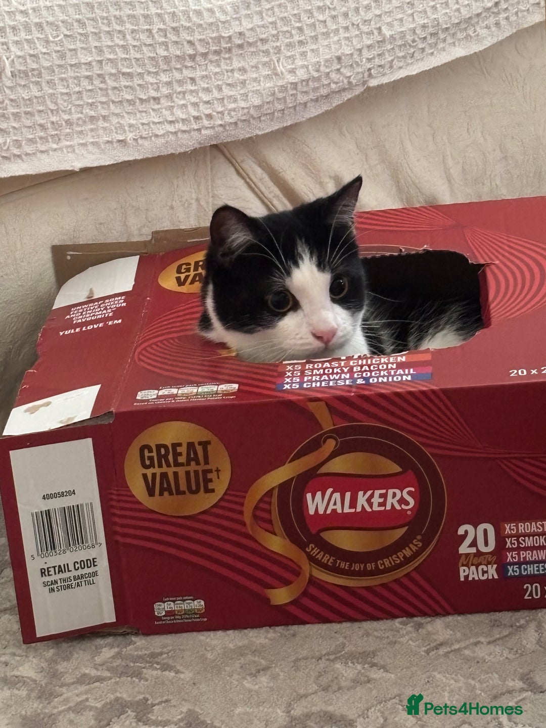 Mixed Breed cats for sale: 7 month old kitten for rehome  - Image 5