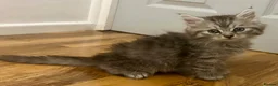 Persian cats for sale: Cute Half Persian Kittens  - Advert 25