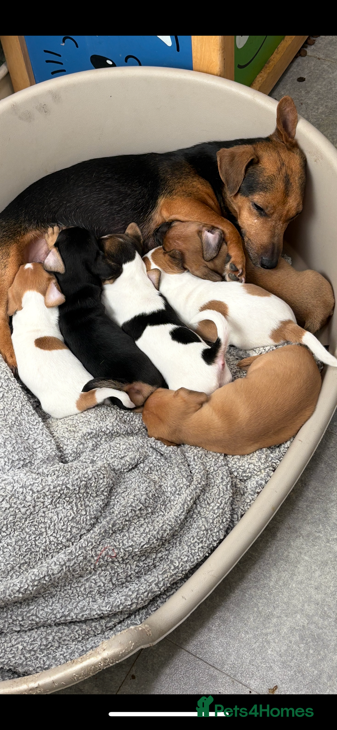 Jack Russell dogs for sale: Jack Russell puppies for sale - Advert 1