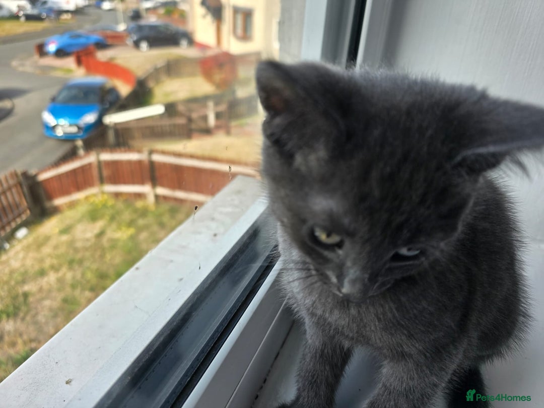 Mixed Breed cats for sale: 8 week kittens - Image 18