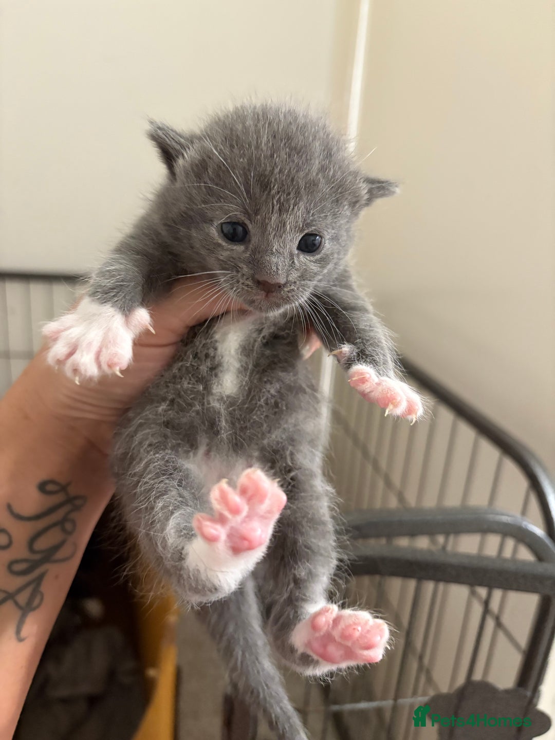 British Shorthair cats for sale: Grey kittens  - Image 2