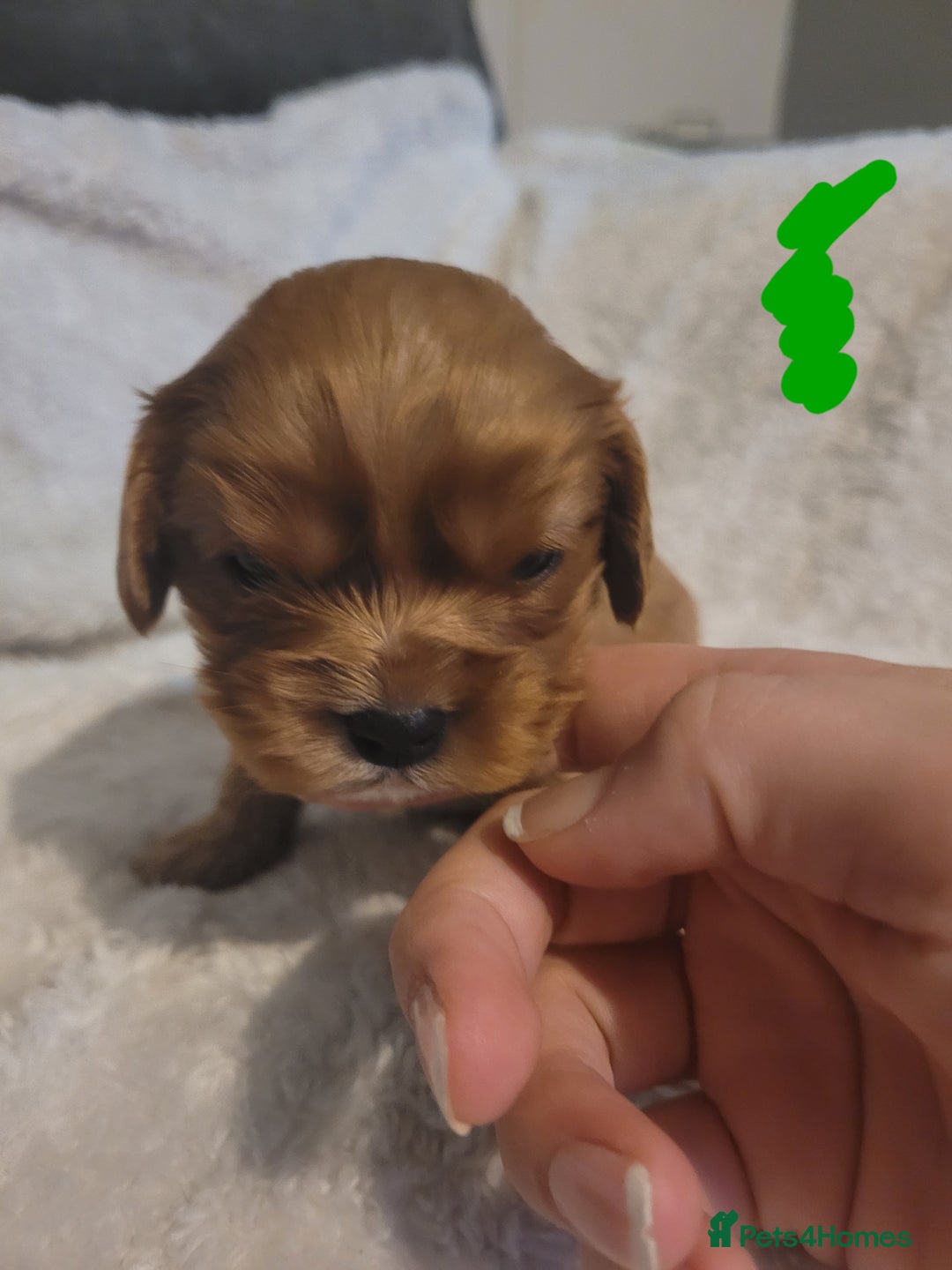 Cavalier King Charles Spaniel dogs for sale: Cavalier king charles pups - Image 5