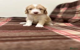 Cockapoo dogs for sale: stunning toy cockapoo  - Advert 8