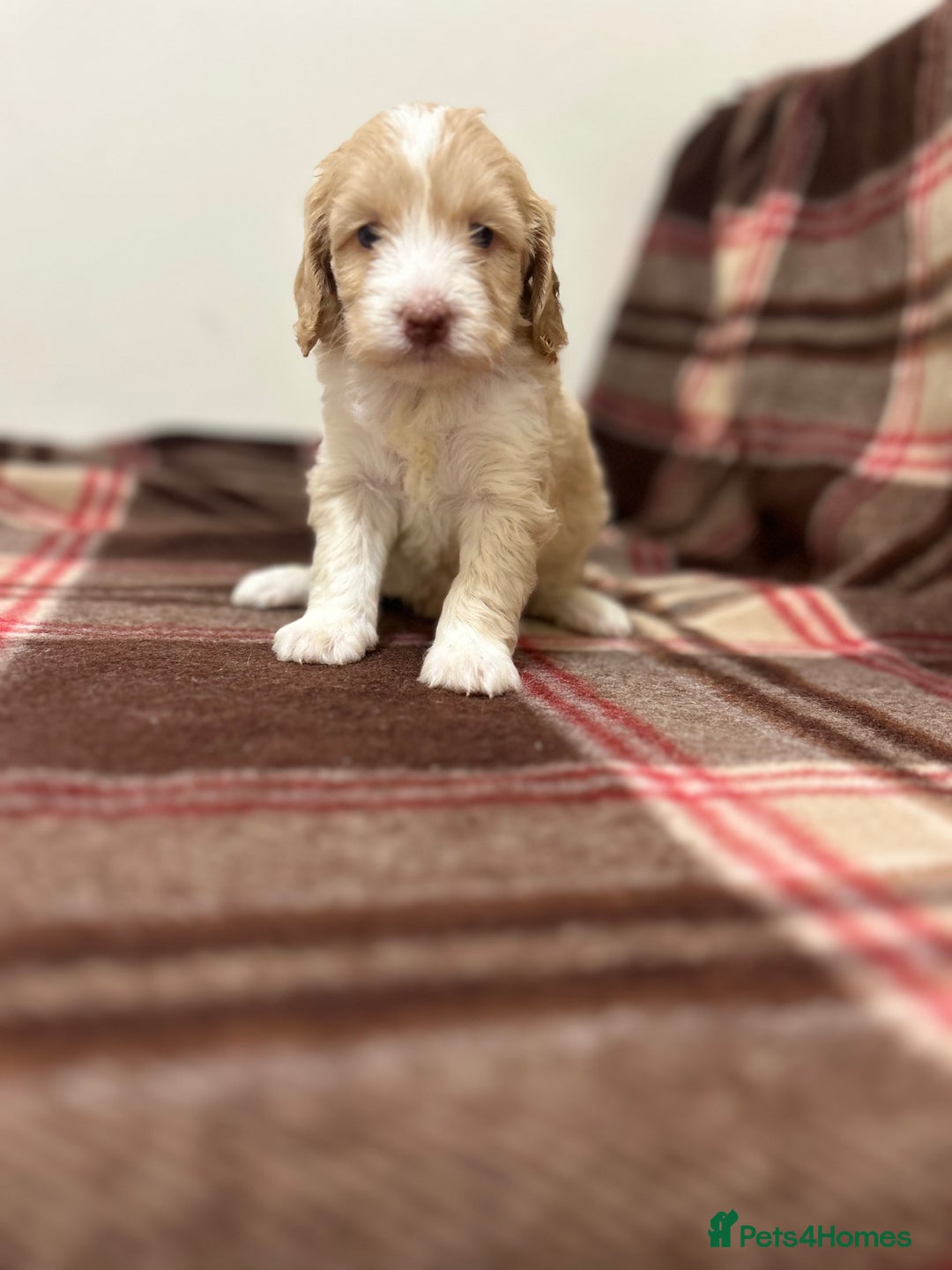 Cockapoo dogs for sale: stunning toy cockapoo  - Advert 8