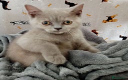 British Shorthair cats for sale: ⭐GCCF CHAMPION LINES BSH KITTENS  in Grimsby - Image 7
