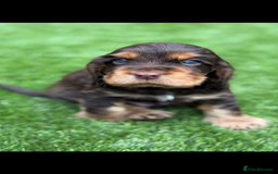 Cocker Spaniel dogs for sale: Quality English Show Cocker Spaniels (Serci Lines) - Image 17