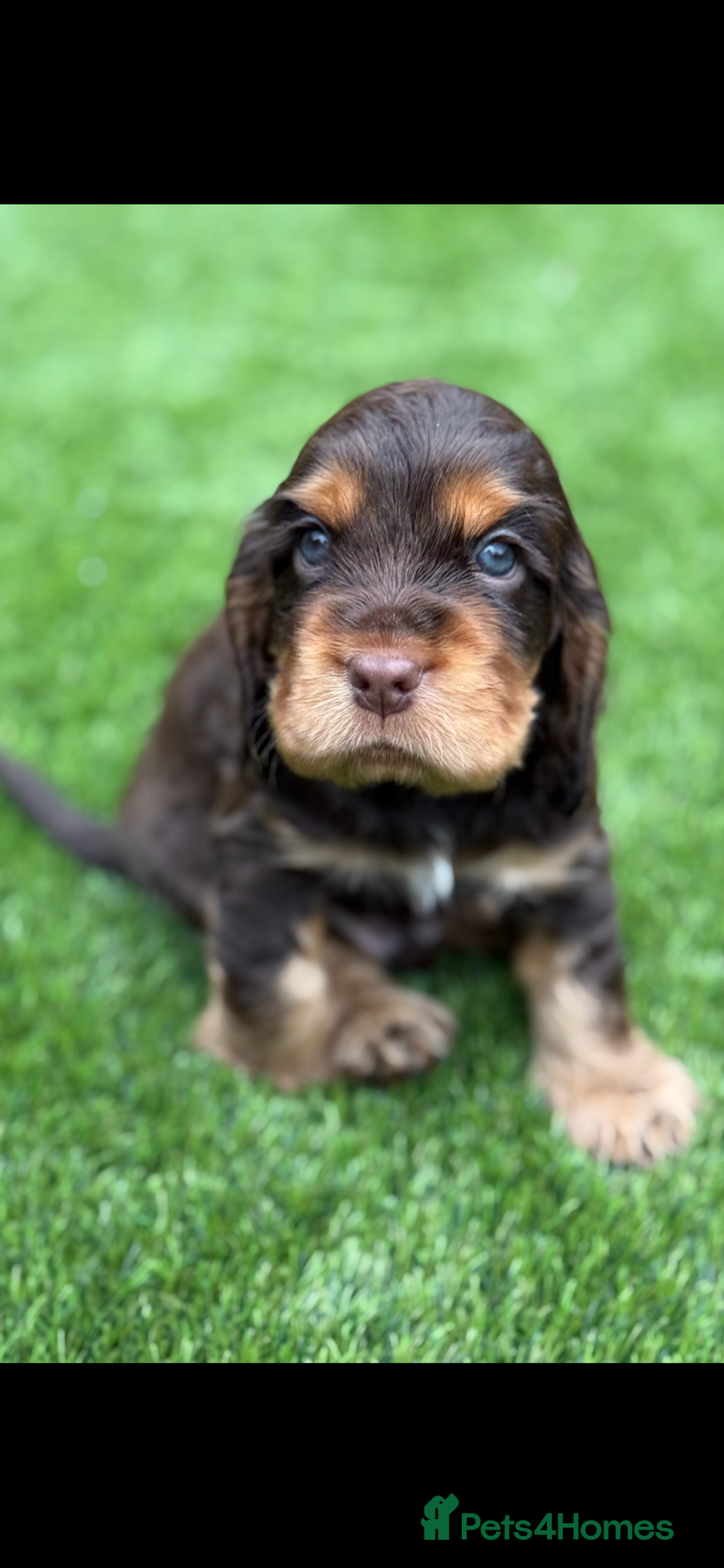 Cocker Spaniel dogs for sale: Quality English Show Cocker Spaniels (Serci Lines) - Image 17