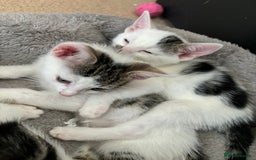 Domestic Shorthair cats for sale: 3 beautiful kittens left  - Image 9