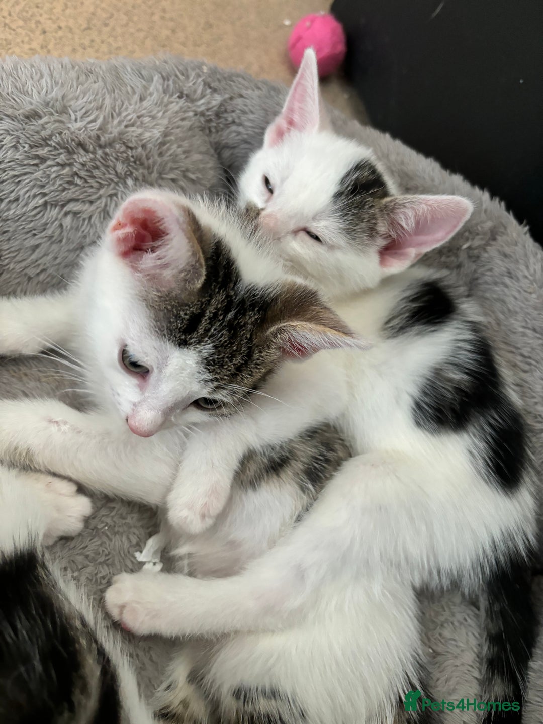 Domestic Shorthair cats for sale: 3 beautiful kittens left  - Image 9