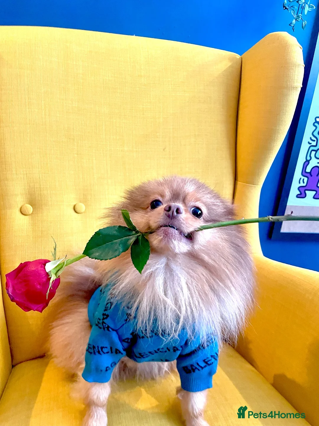 Pomeranian dogs for stud: Cobee (PROVEN)  ( STUD ONLY ) (PRODUCING MERLES)   in Liverpool - Advert 23