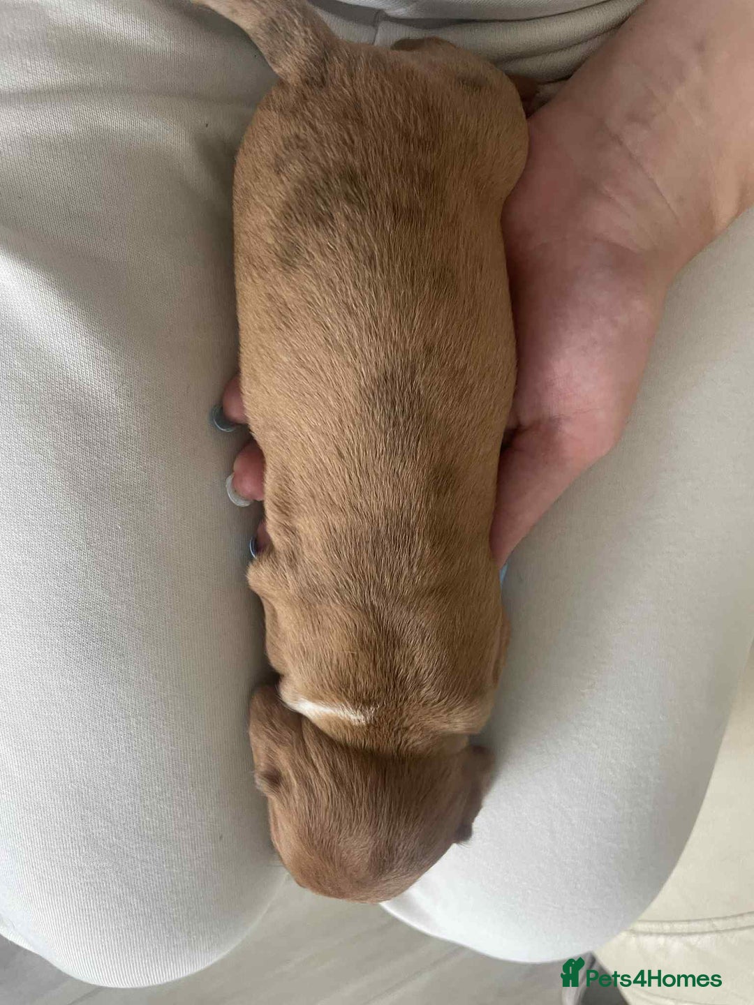 Dachshund dogs for sale: Dachshund tweenies for sale - Image 34