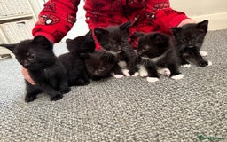 Mixed Breed cats for sale: Kittens for sale ready October 14th - Image 3