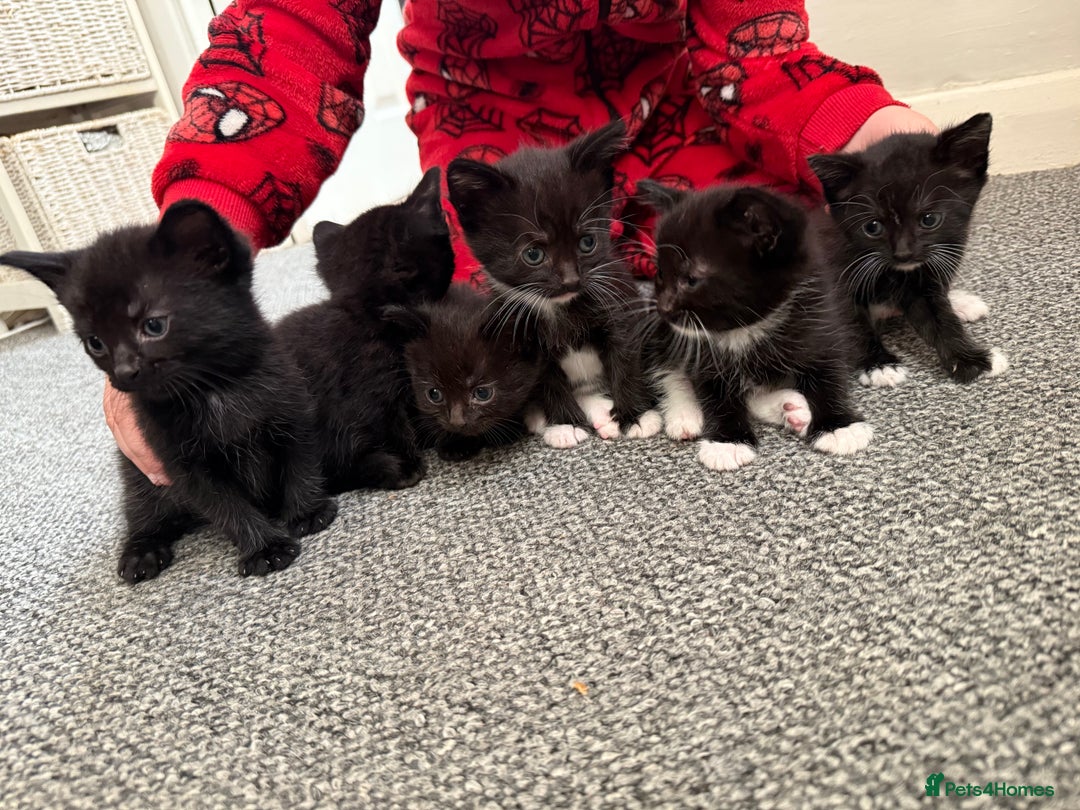 Mixed Breed cats for sale: Kittens for sale ready October 14th - Image 3