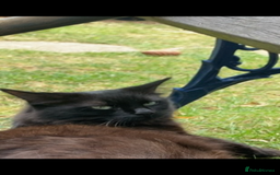 Mixed Breed cats for sale: Persian x Ragdoll mix kittens - Image 6