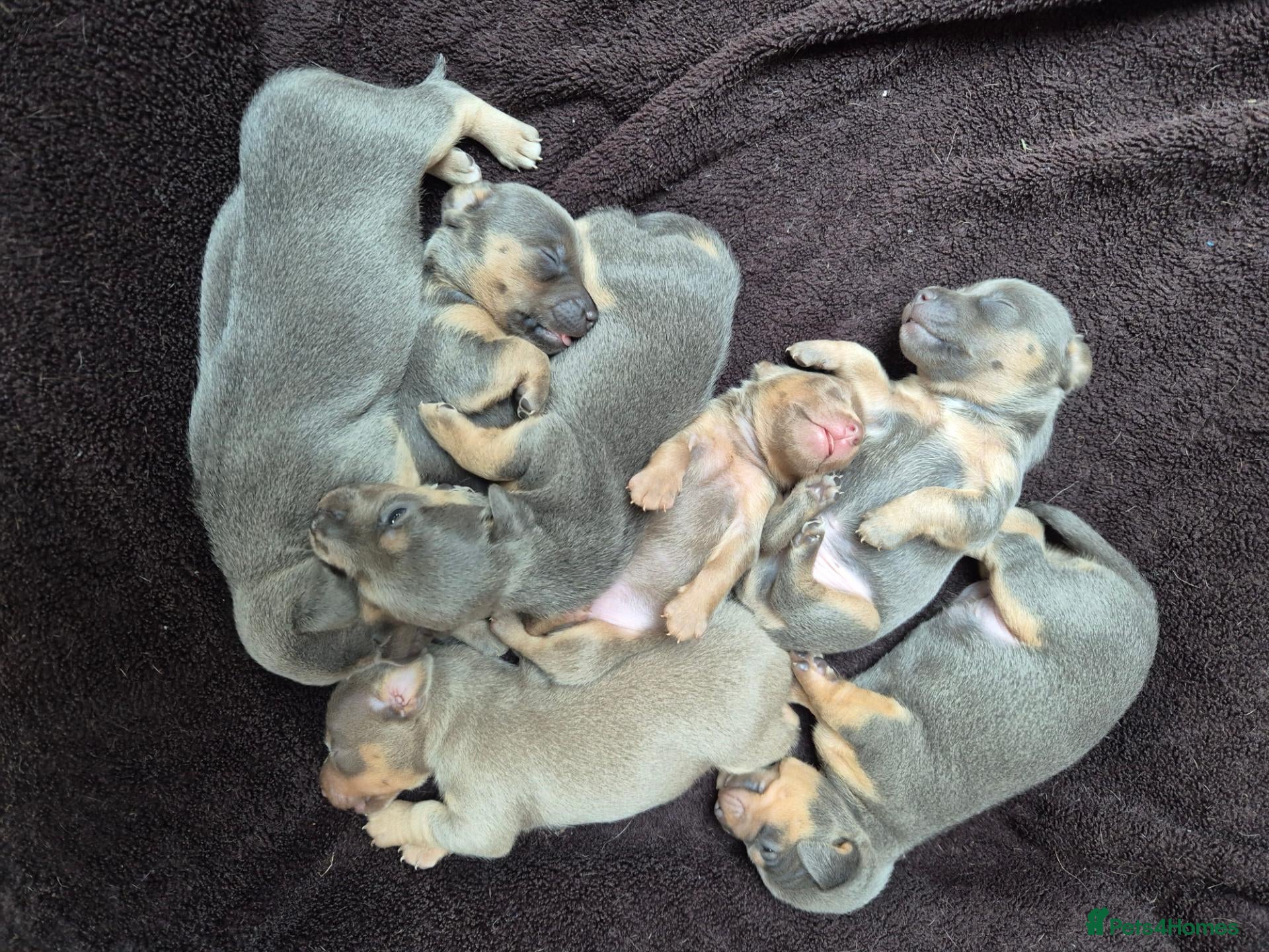 Jack Russell dogs Lilac & blue miniature much wenlock puppies  - Advert 2