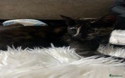 Toyger cats for sale: 4 beautiful Tabby kitties ready for new homes  - Advert 5