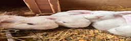 Mini Lop rabbits for sale: 3 white beauty’s for sale NEED TO GO  - Advert 15