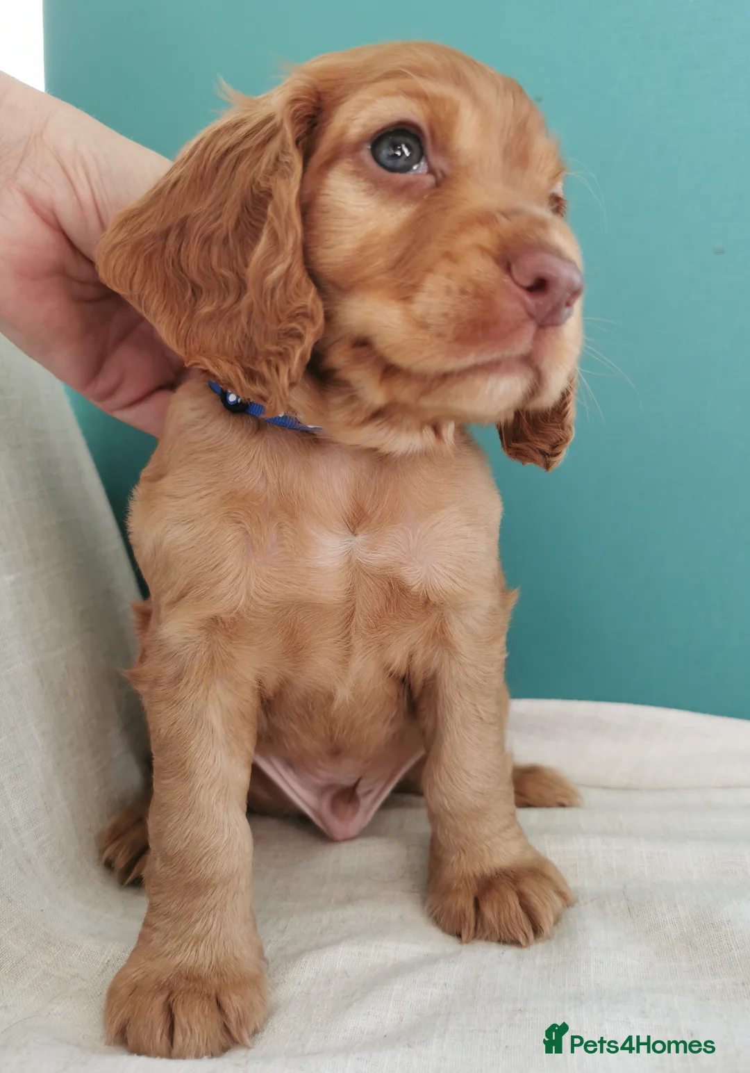 Cocker Spaniel dogs for sale: FTCH Pedigree Working Cocker Spaniels  - Advert 32