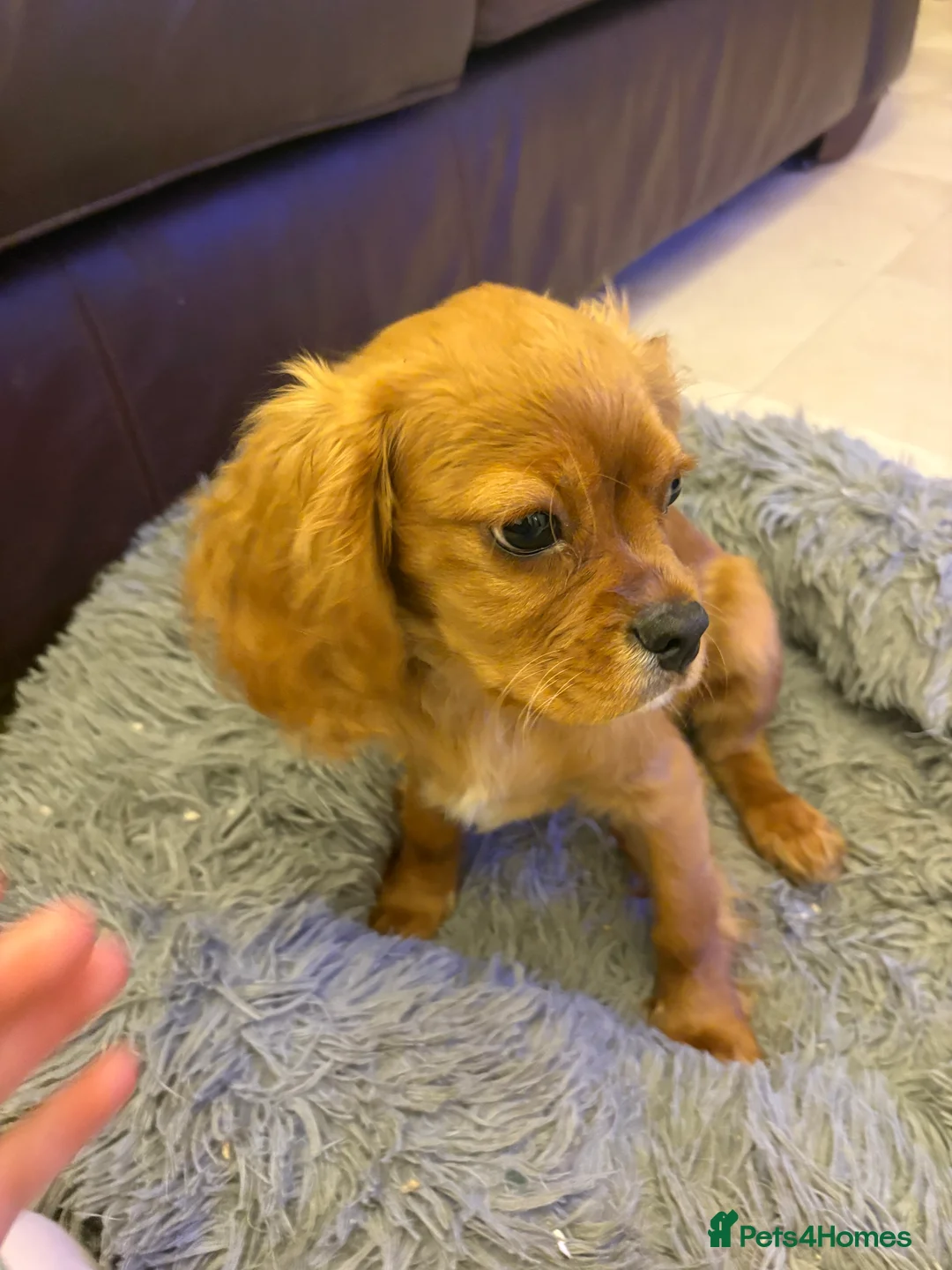 Cavalier King Charles Spaniel dogs for sale: 4 month old male King Charles spaniel for sale - Advert 4