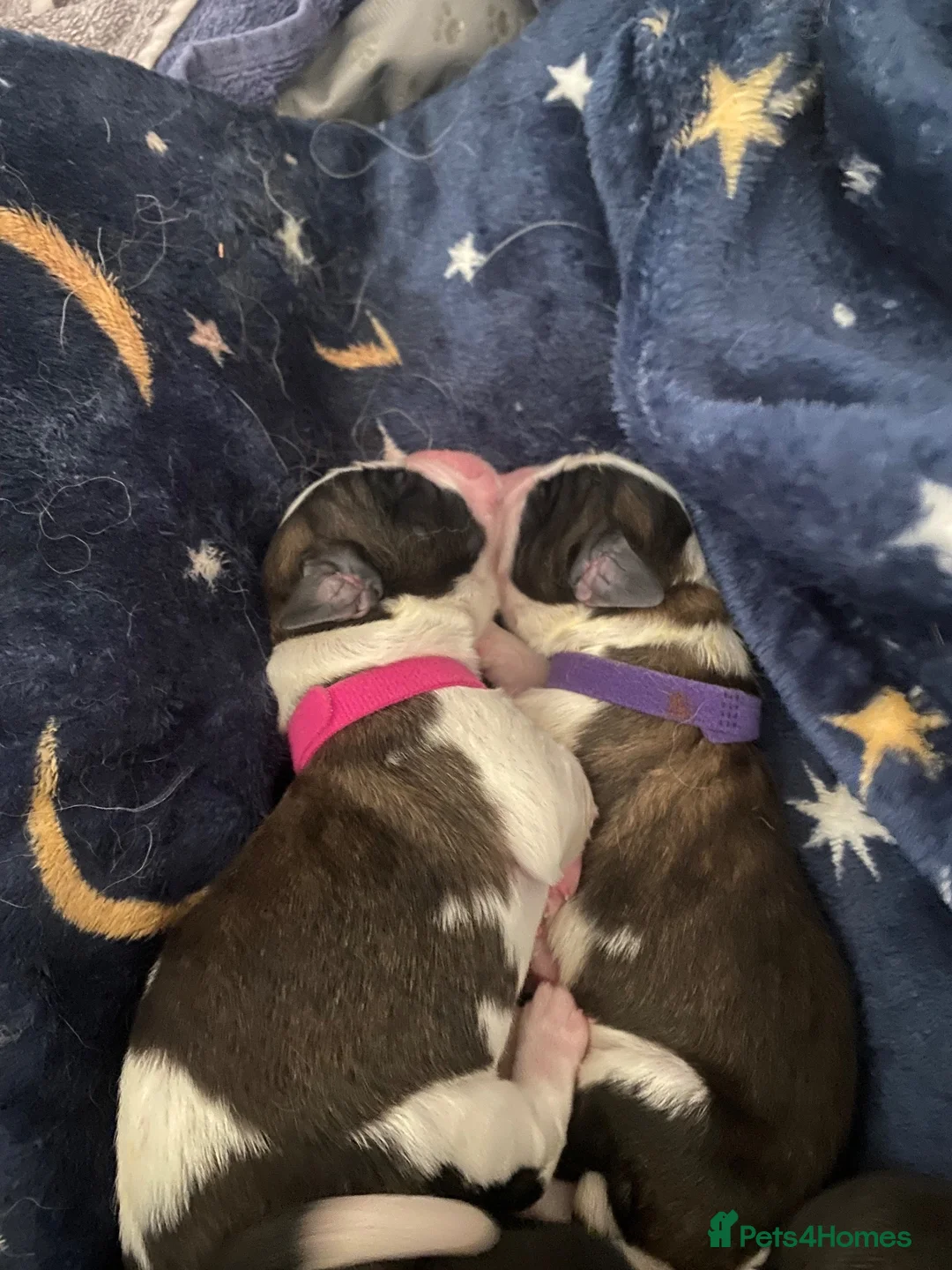 Saint Bernard dogs for sale: (Last 3) Gorgeous Saint Bernard puppies available  - Advert 30