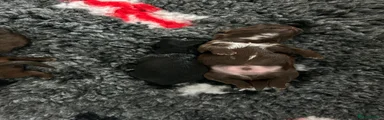 Shih Tzu 2