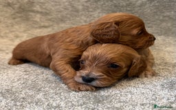Cavapoo dogs for sale: Fully health tested Cavapoo pups🐶🎅 **   - Advert 16