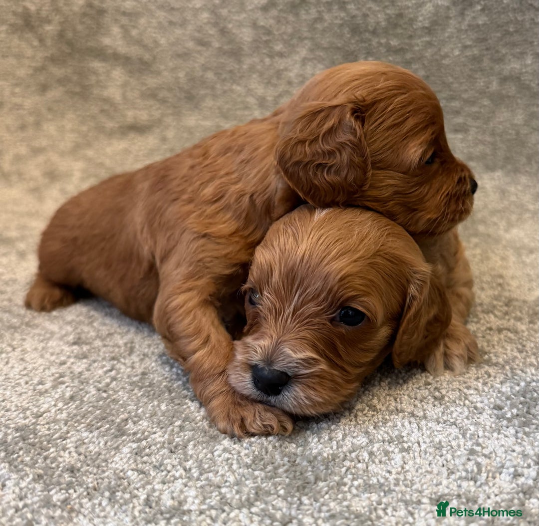 Cavapoo dogs for sale: Fully health tested Cavapoo pups🐶🎅 **   - Advert 16