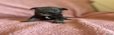 Green Miniature Schnauzer