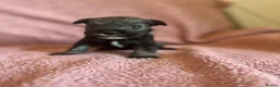 Miniature Schnauzer dogs for sale: Miniature schnauzer puppies  - Advert 14