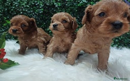 Cavapoo dogs for sale: Gorgeous red toy cavapoos  - Advert 15
