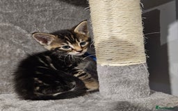 Russian Blue cats for sale: Mix Russian Blue and Maine Coon - Image 6