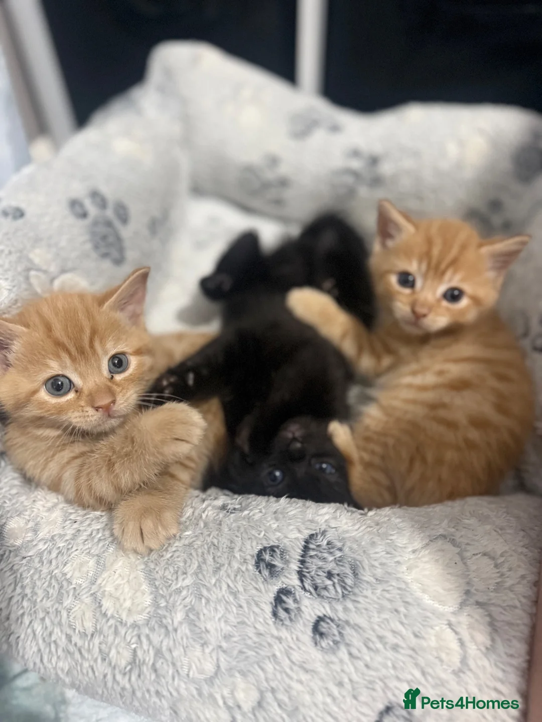Mixed Breed cats for sale: 2 ginger kittens and 1 back - Advert 1