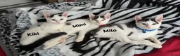 Mixed Breed cats for sale: White Black Kittens - Advert 3