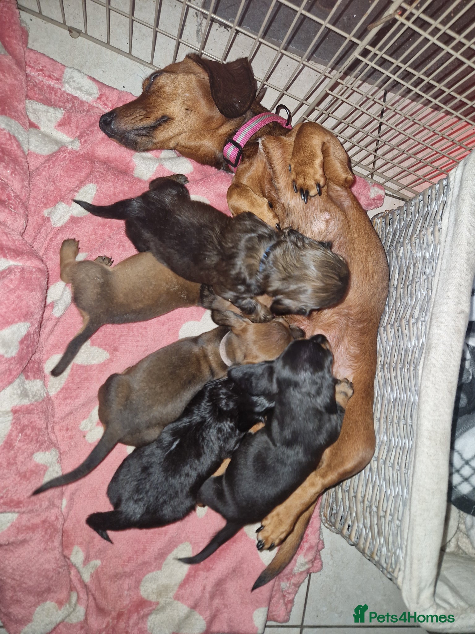Miniature Dachshund dogs Beautiful miniature dachshund puppies - Advert 1