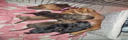 Miniature Dachshund dogs for sale: Beautiful miniature dachshund puppies - Advert 1